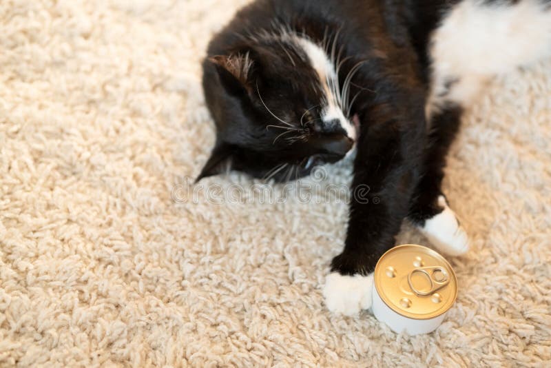 Cat Food in a Tin Can and a Beautiful Black and White Cat on the Carpet