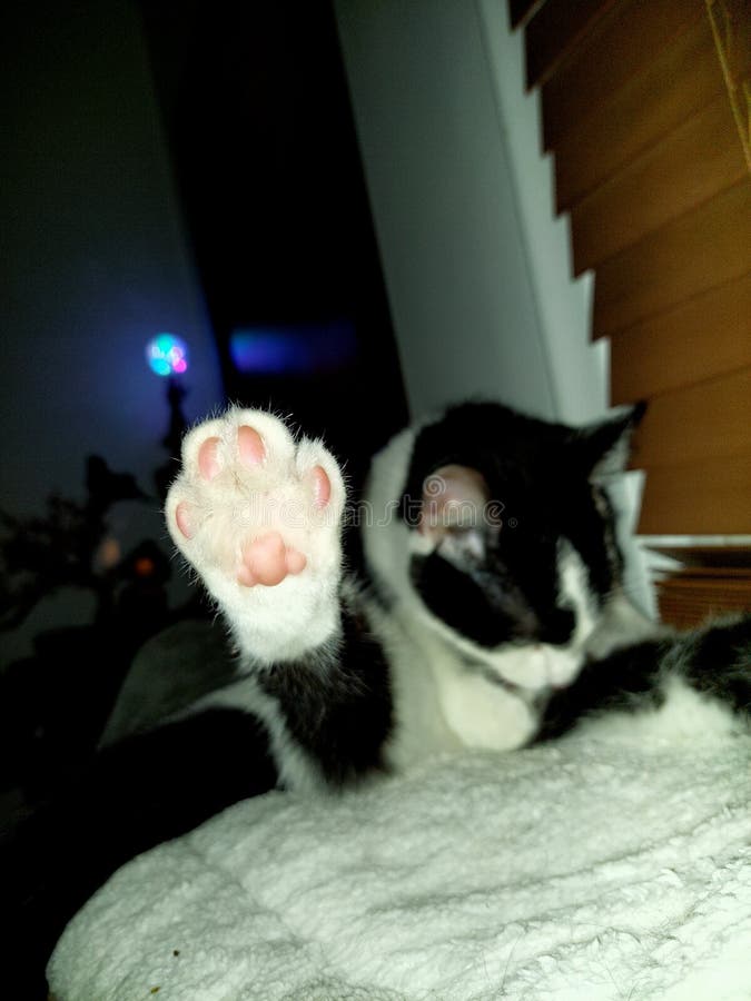 Cat foot bathing cat stock image. Image of skin, foot 232665515