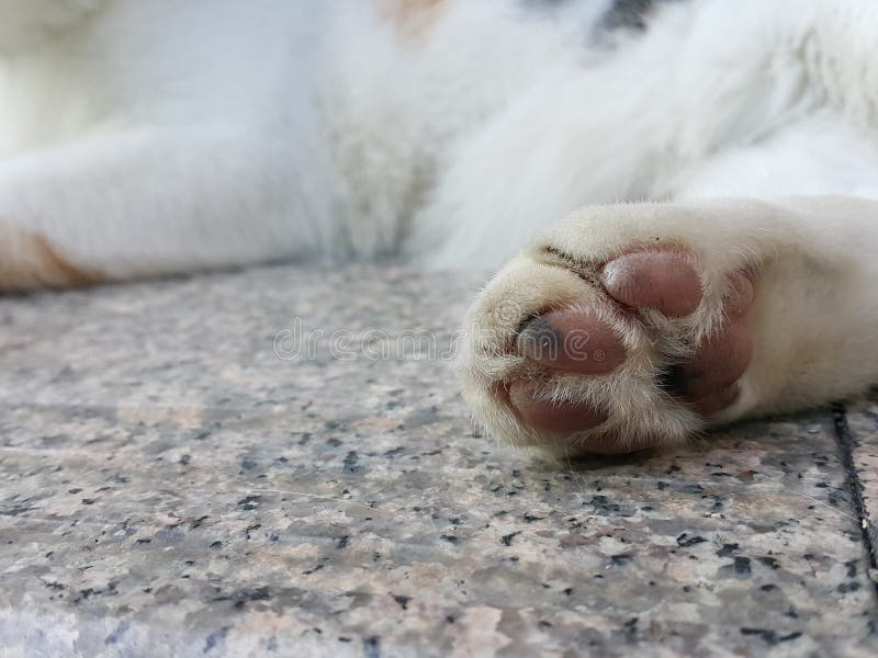 Cat foot stock image. Image of laying, dirty, floor, foot 91894165