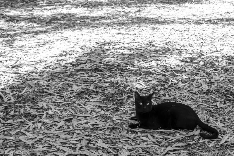 Cat on forest floor stock photo. Image of background 231231666
