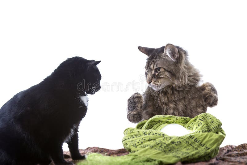 Cute cats with a crystal ball playing and pretending to be a psychic or a fortune teller. The image depicts adorable pets being funny with a Halloween theme. Isolated on a white background. Cute cats with a crystal ball playing and pretending to be a psychic or a fortune teller. The image depicts adorable pets being funny with a Halloween theme. Isolated on a white background.