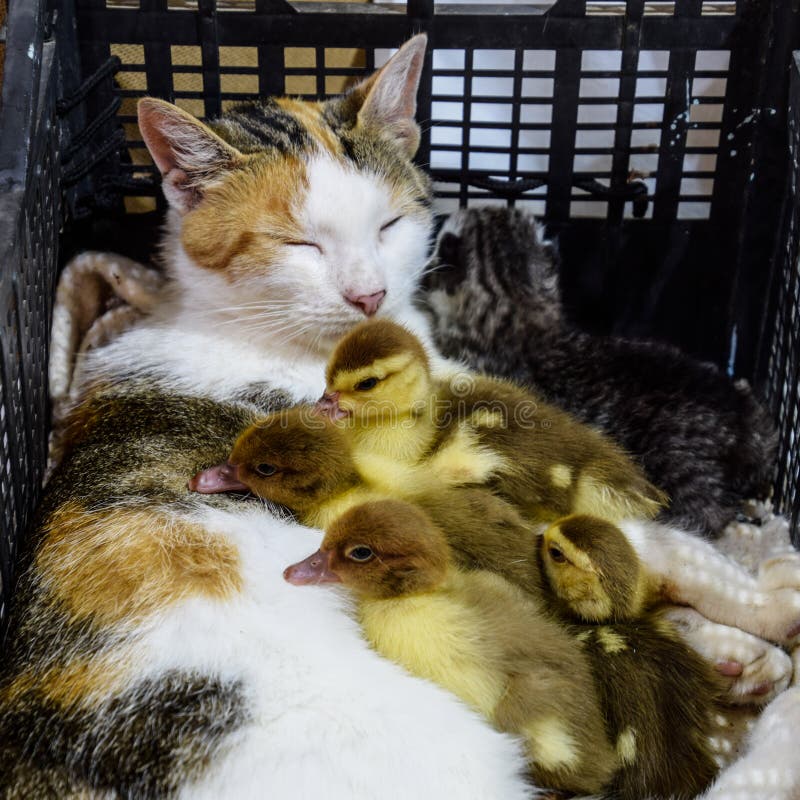 Cat in a basket with kitten and receiving musk duck ducklings. Cat foster mother for the ducklings stock images Cat in a basket with kitten and receiving musk duck ducklings. Cat foster mother for the ducklings stock images