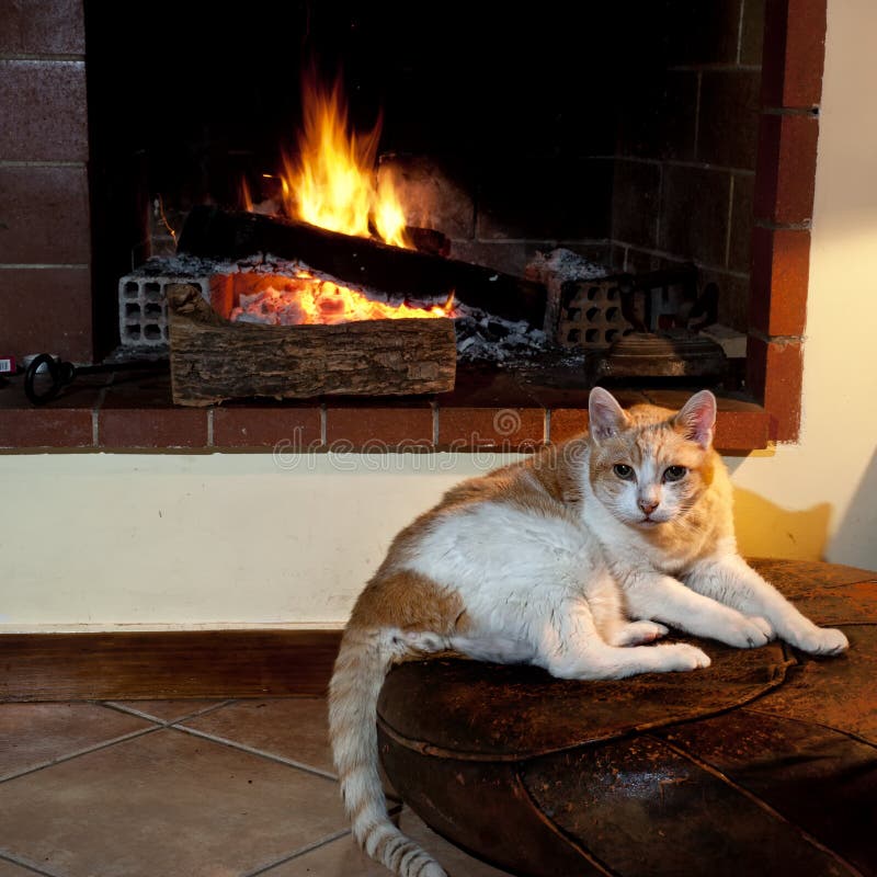 Cat Sitting In Front Of Fireplace Stock Image Image of home, cold