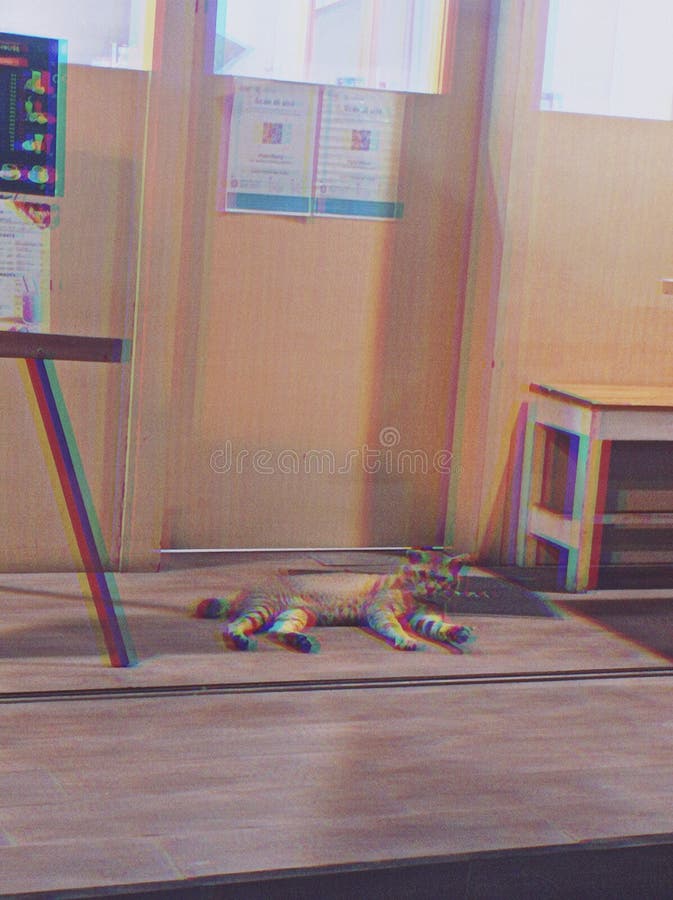 Cat in Front of Japanese Restaurant Stock Image Image of restoran