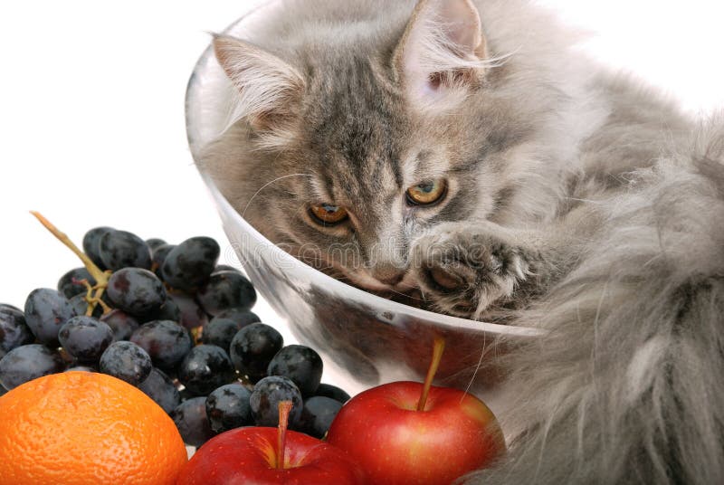 Cat in bowl with fruit stock photo. Image of harvesting 14941390