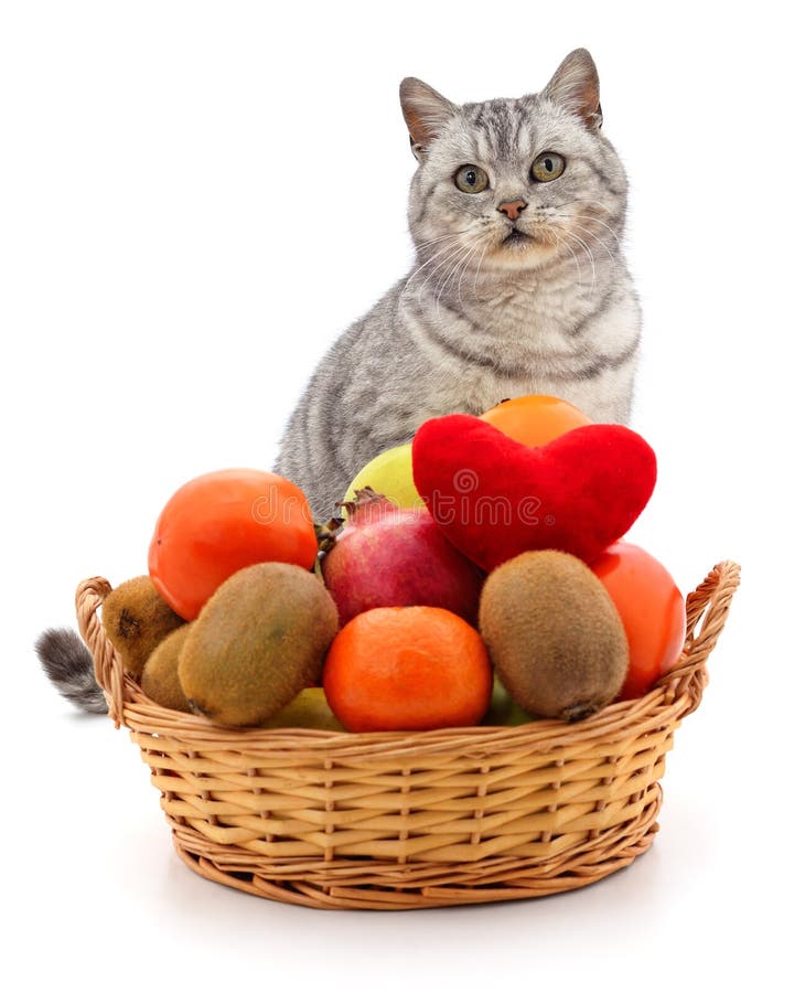 872 Cat Eat Fruit Stock Photos - Free & Royalty-Free Stock Photos from ...