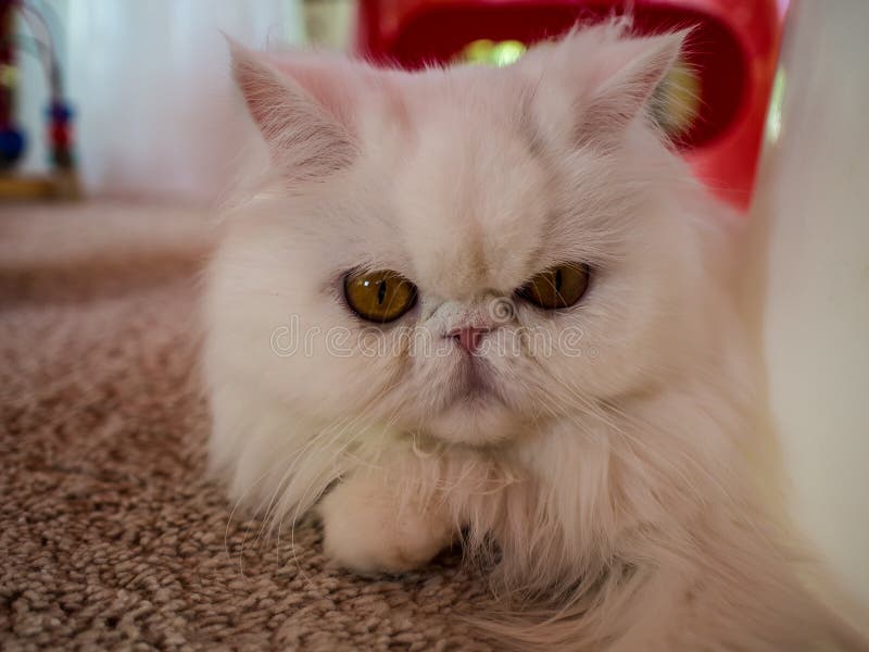 Cat Fur Fluffy Cute Cat Pet Nobility in Airconditioned, Well Ma Stock