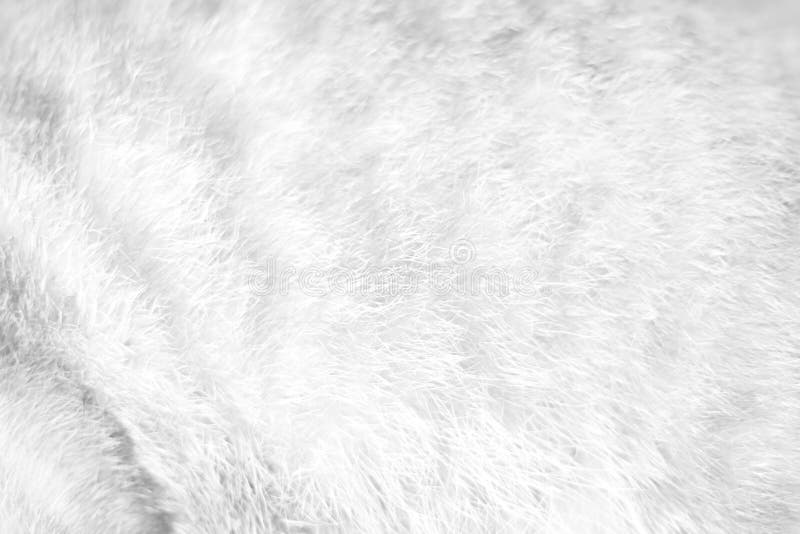 Cat Fur Gray Texture Patterns Abstract , Animal Skin Background Stock ...