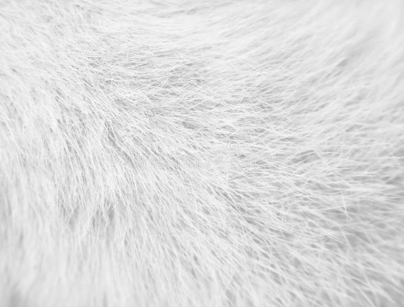 Premium Photo  White fur texture, close-up.useful as background