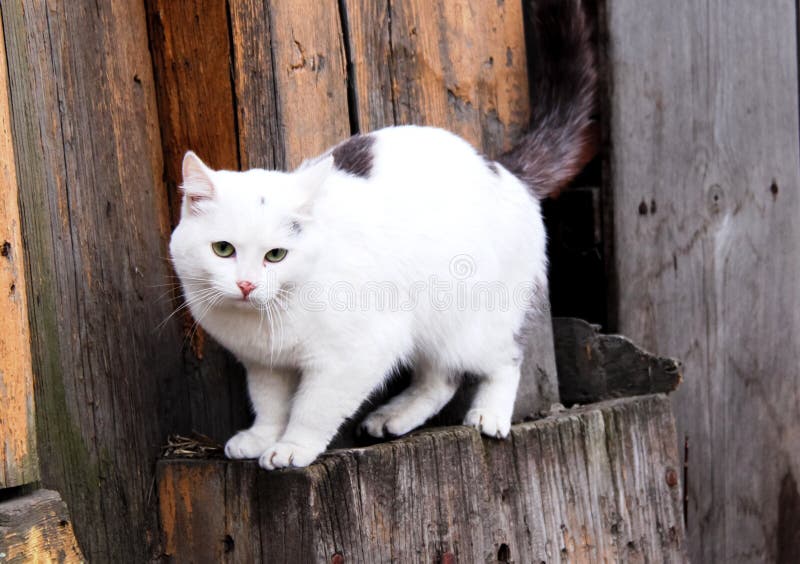 Cat. Furry pets. stock photo. Image of funny, lovable 229785042