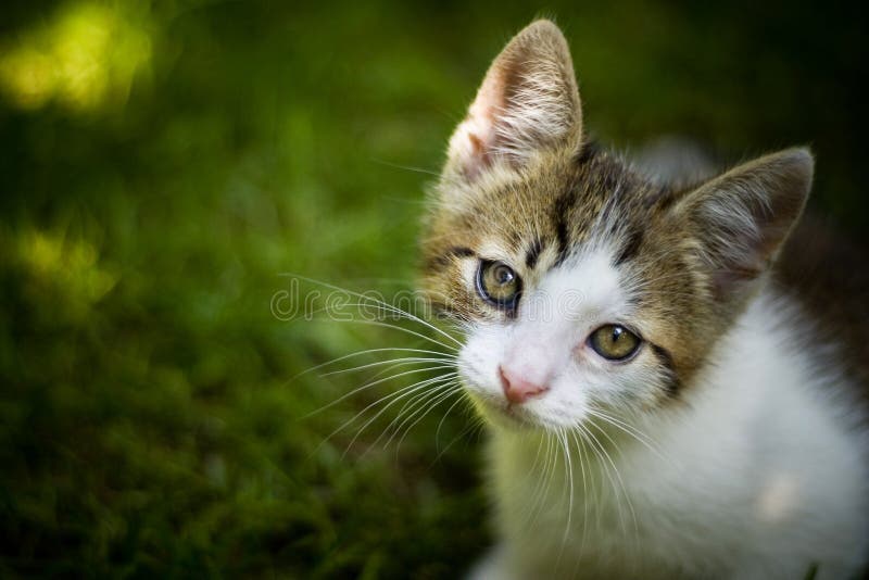 Cat in a garden