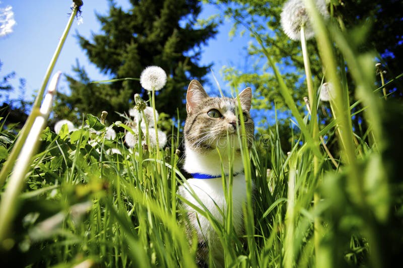 Cat in Garden stock photo. Image of belle, play, smell - 6656958
