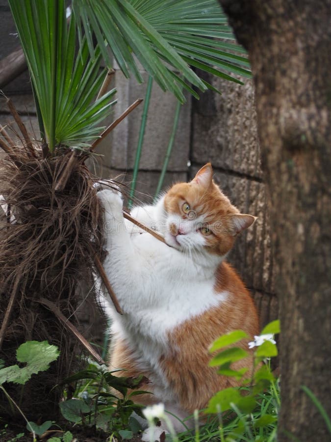 Cat and Palm Tree stock photo. Image of garden, tree 142376078