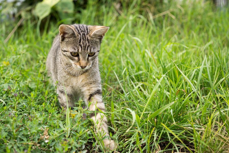 Mačka v záhrade. Slovensko