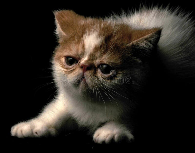1 146 Garfield Cat Photos Free Royalty Free Stock Photos From Dreamstime 1 146 Garfield Cat Photos Free Royalty Free Stock Photos From Dreamstime