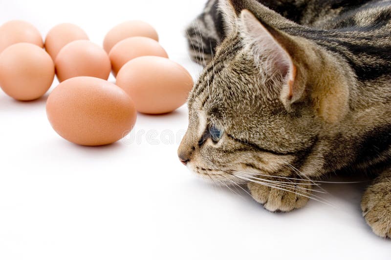 Cat gaurding eggs