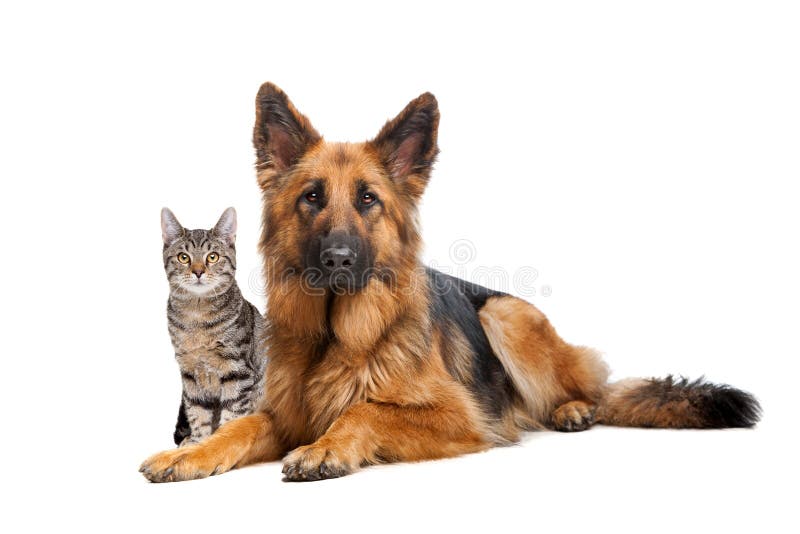 German Shepherd Dog And Cat Together Stock Image - Image ...