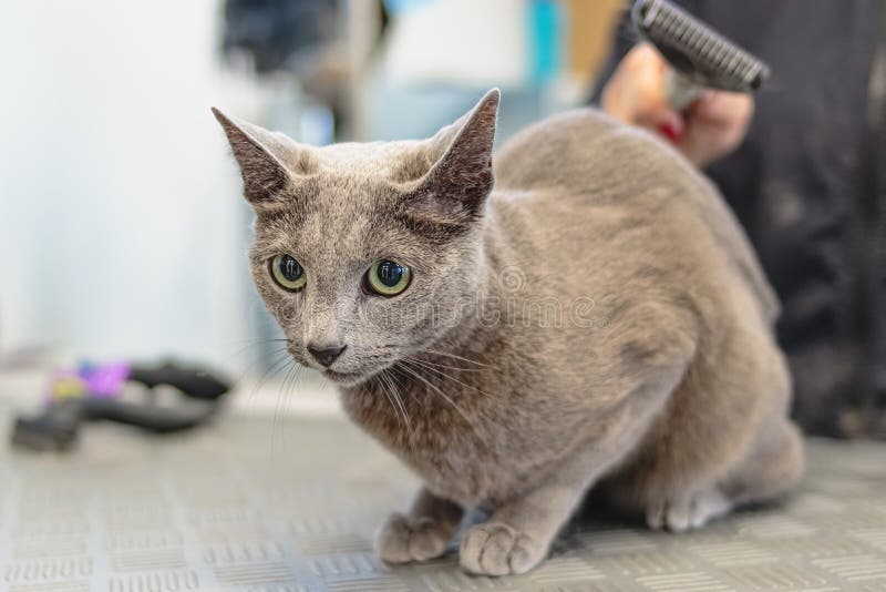 Cat Getting Haircut at Grooming Salon and Pet Spa Stock Photo Image