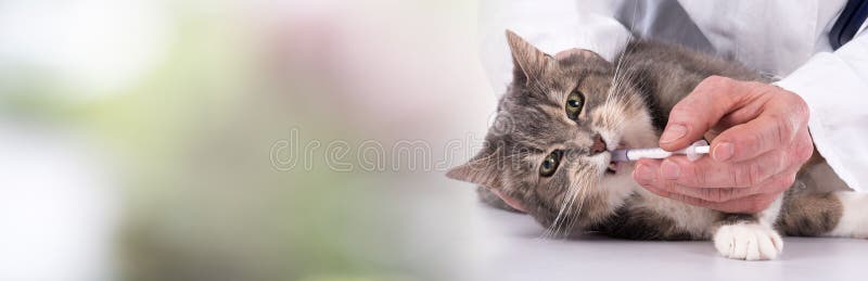 Cat getting medication stock photo Image of sick 