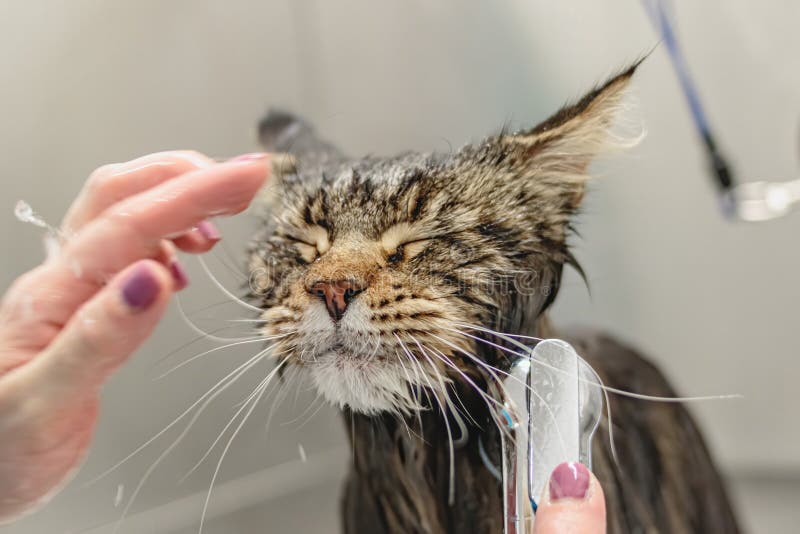 Cat getting washed in bath at grooming salon and pet spa. Cat spa stock images, royalty-free photos and pictures