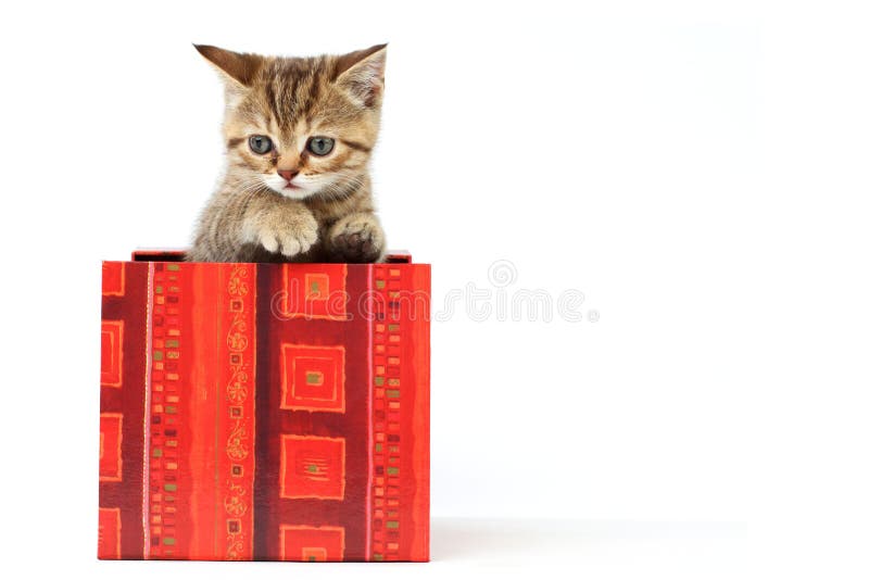 Cat in gift box