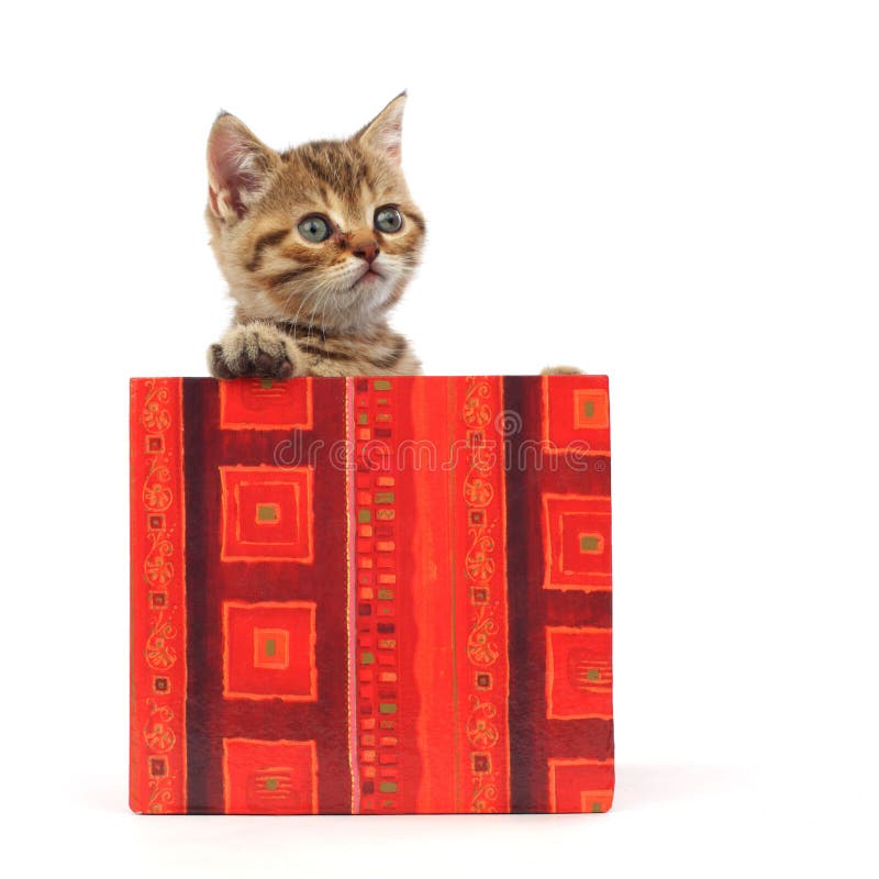 Cat in gift box