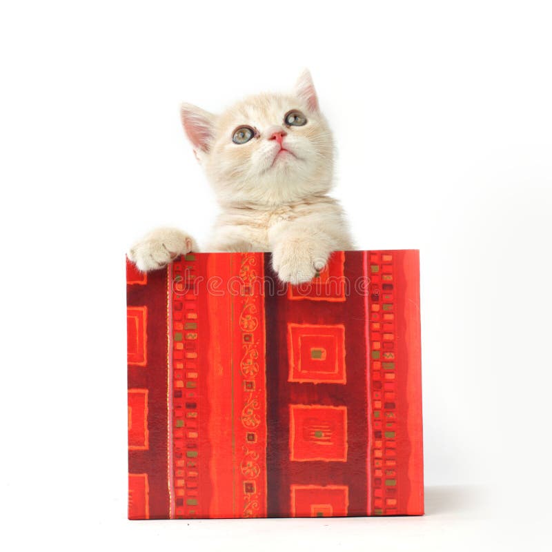 Cat in gift box