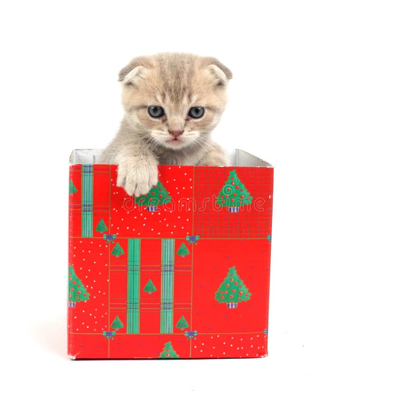 Cat in gift box