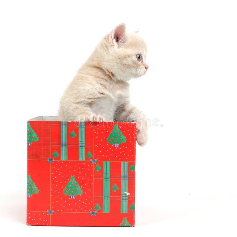 Cat in gift box