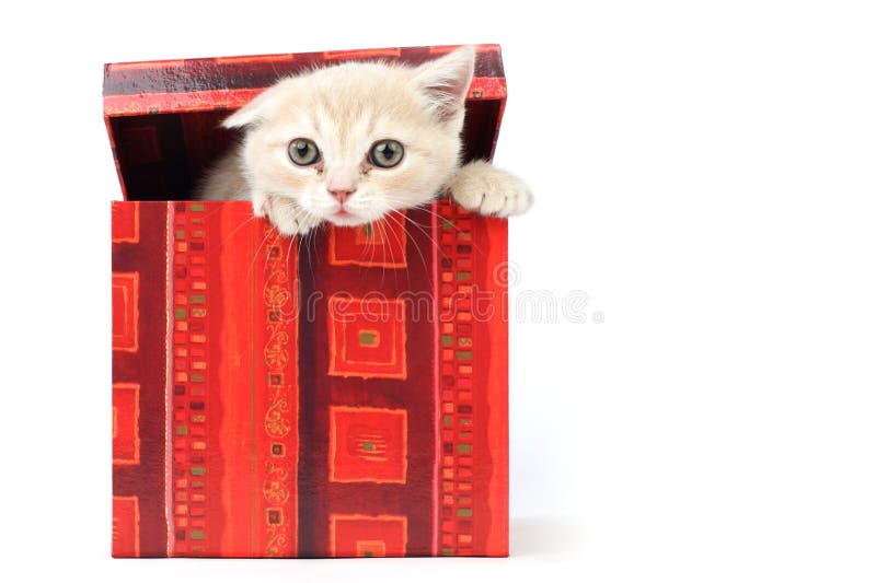 Cat in gift box