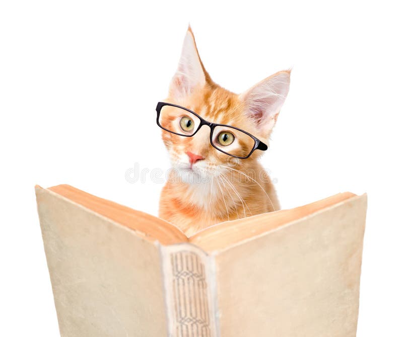 Cat with glasses reading a book. isolated on white background