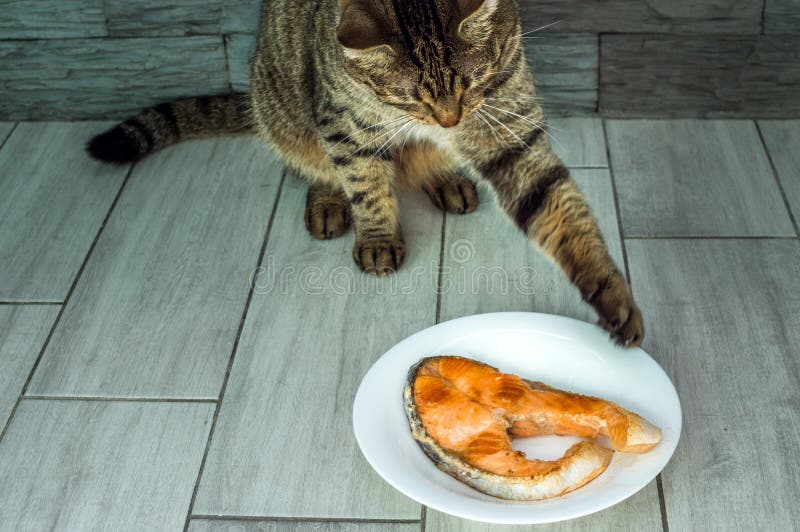 Cat is Going To Eat Fried Fish Trout from the Plate Stock Photo Image