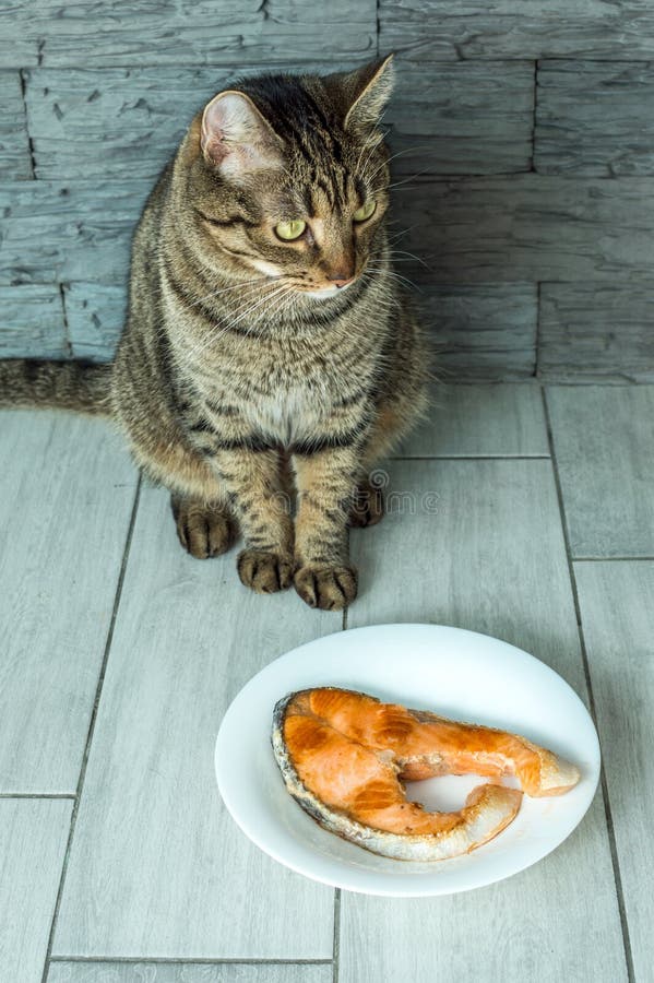 Cat is Going To Eat Fried Fish Trout from the Plate. Vertical Photo