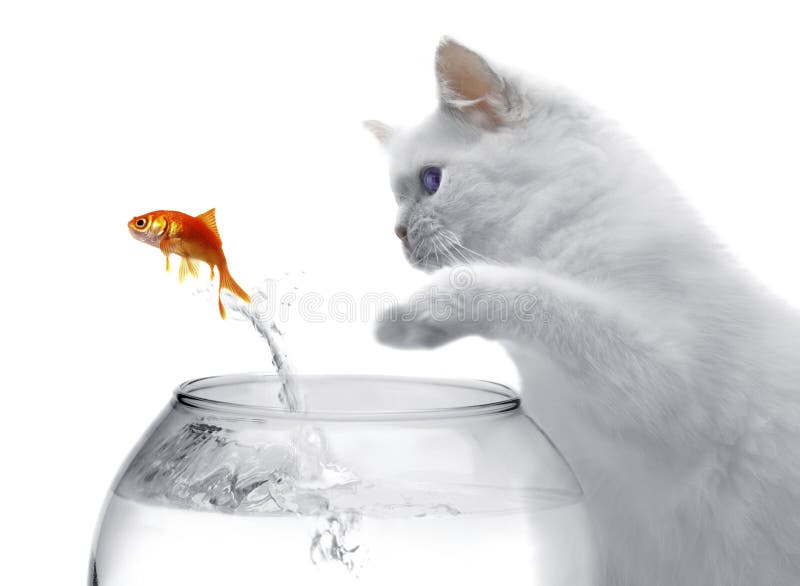 Cat and a gold fish royalty free stock photography Cat and a gold fish royalty free stock photography