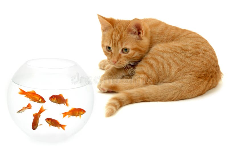 Cat and gold fish