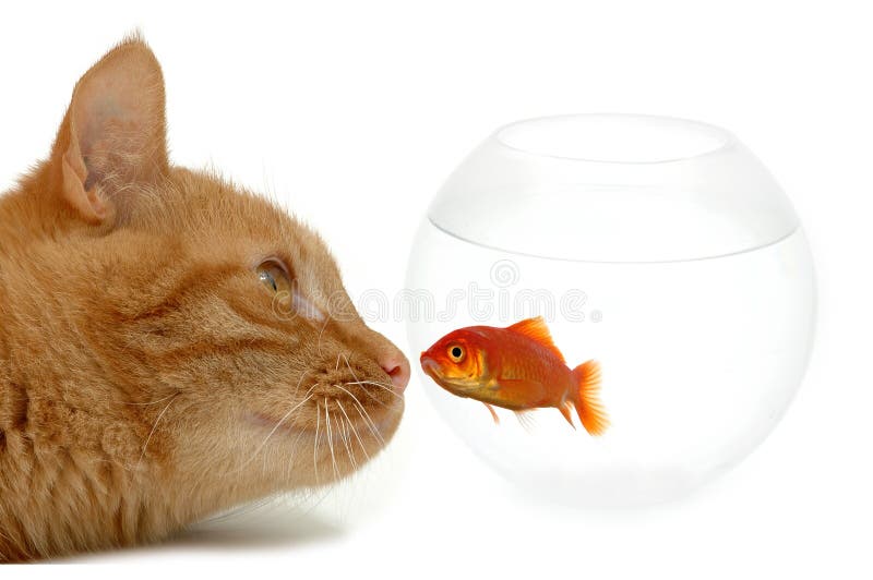 cat and gold fish