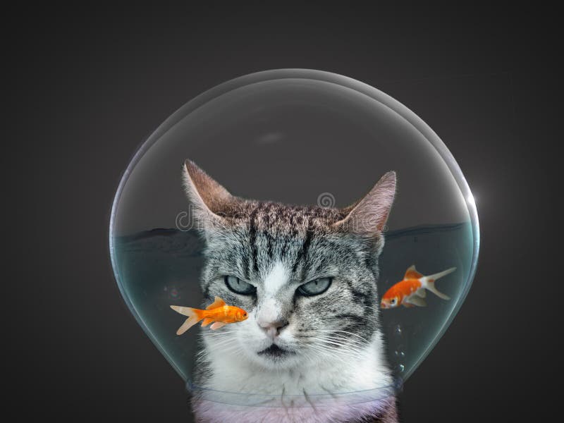 goldfish for cats