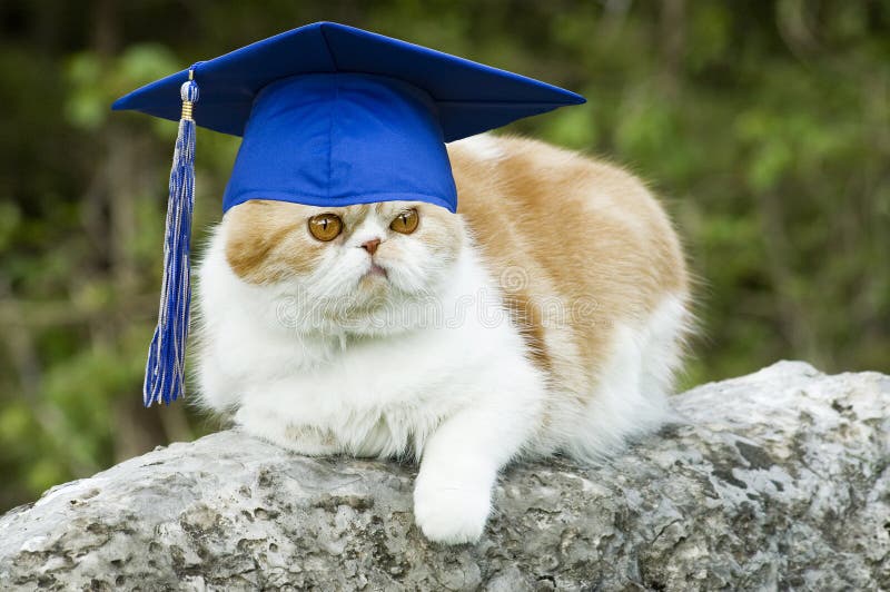 Gato posando sobre el la roca un sombrero borla, ridículo copiar espacio.