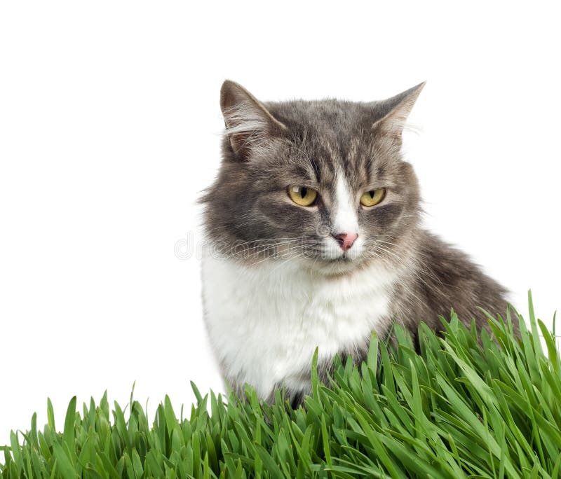 Cat in the grass