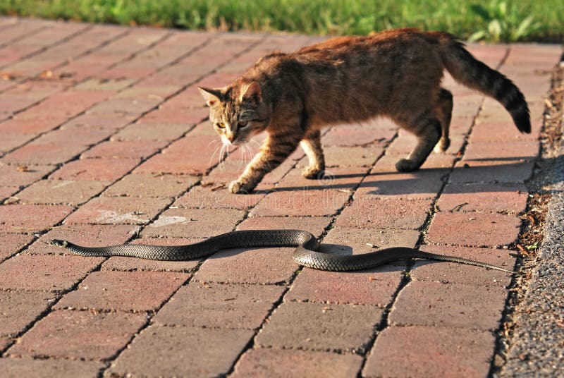 Cat and grass snake stock photo. Image of pursue, reptile 25755536