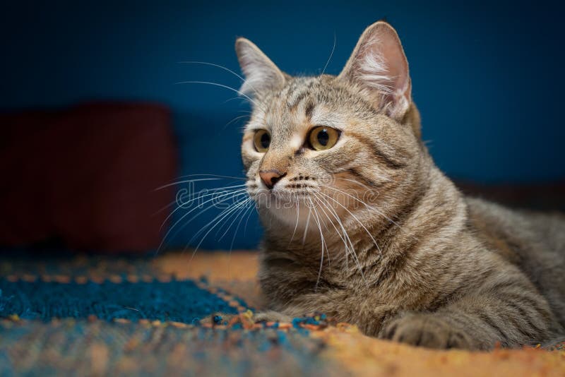 Cat of Gray Color with Black Stripes Lies on the Rug Stock Photo ...