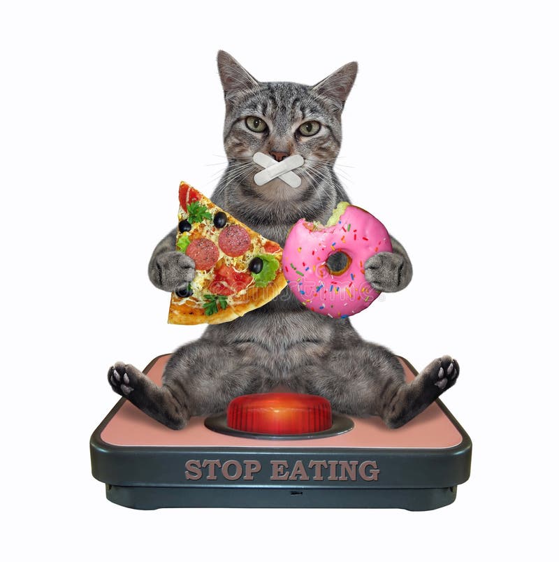 https://thumbs.dreamstime.com/b/cat-gray-weigh-scale-donut-gray-cat-tape-over-his-mouth-sits-pink-donut-slice-pizza-weigh-204999223.jpg