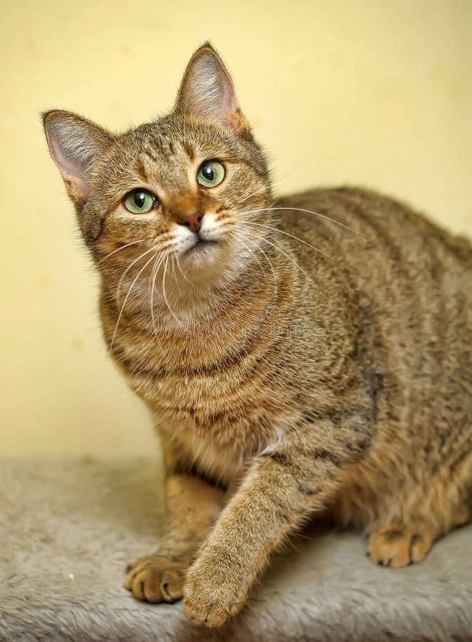 Cat with green eyes