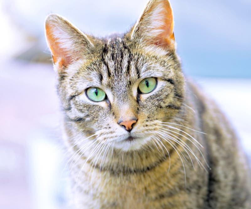 Cat with Green eyes