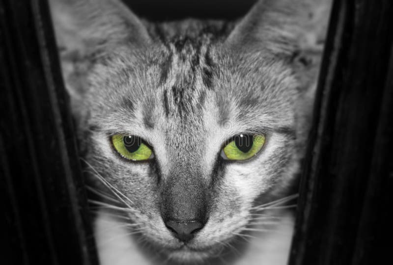 angry cat with green eyes Stock Photo