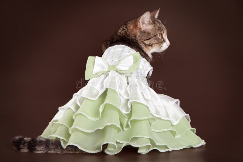 Cat in green frilling dress on brown background stock photography