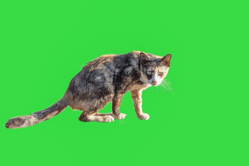 The Cat on the Green Screen Stock Image - Image of screen, lifestyle
