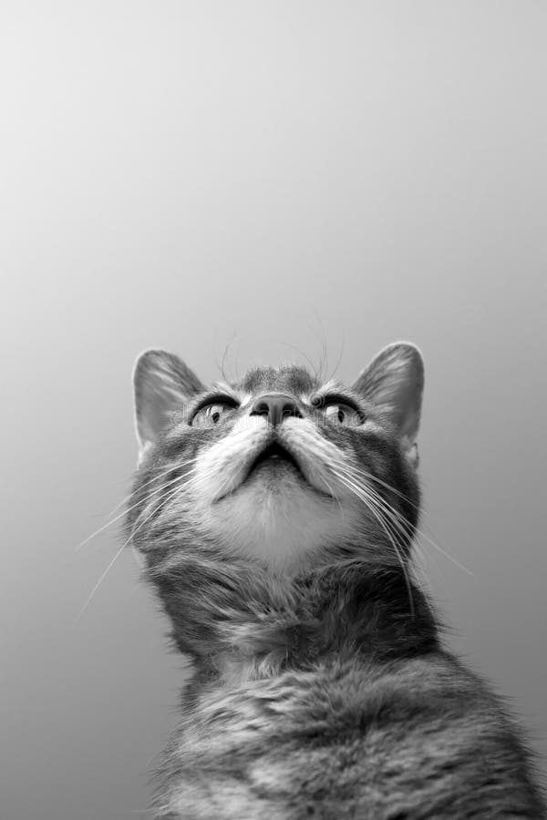 Cat on grey background