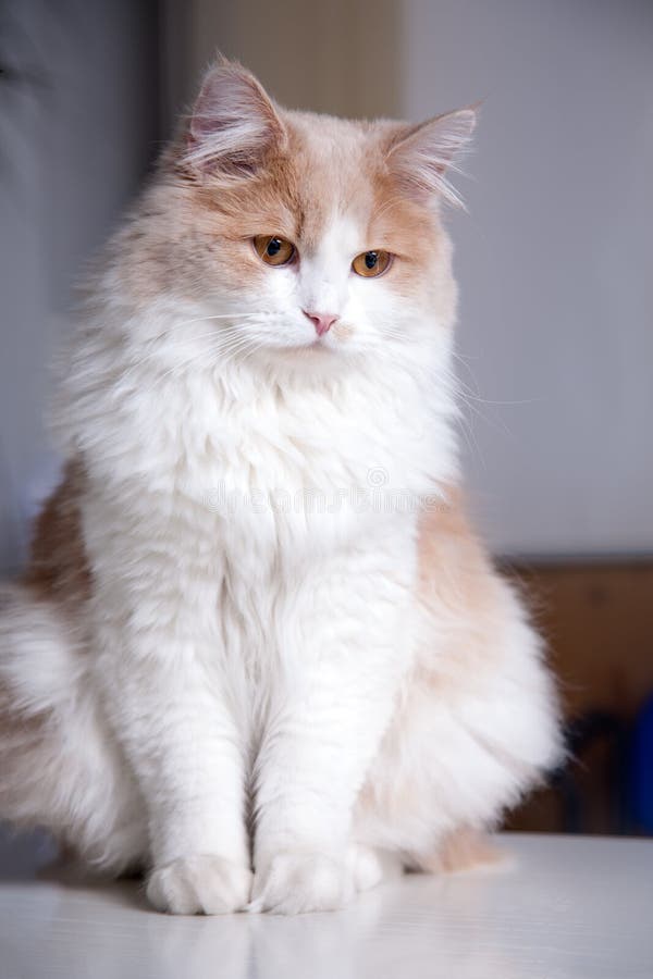 Cat on a grey background royalty free stock photo