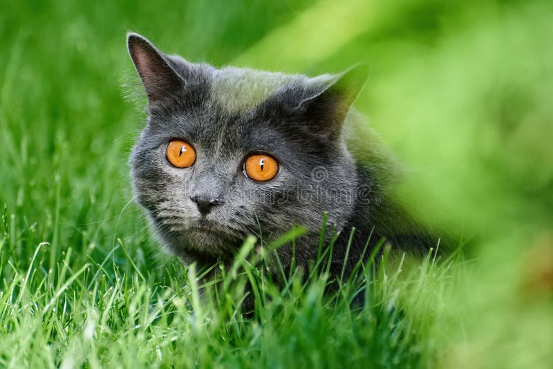 135,762 Cat Grey Photos Free & RoyaltyFree Stock Photos from Dreamstime